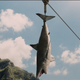 Illustration for article titled All The Clues And WTF Moments In The New emJurassic World/em Trailer